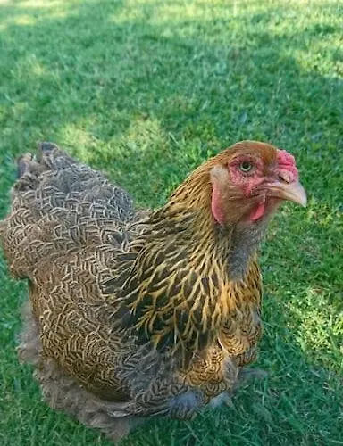 Дом отдыха Chez Philopin Saint-Pierre-Colamine